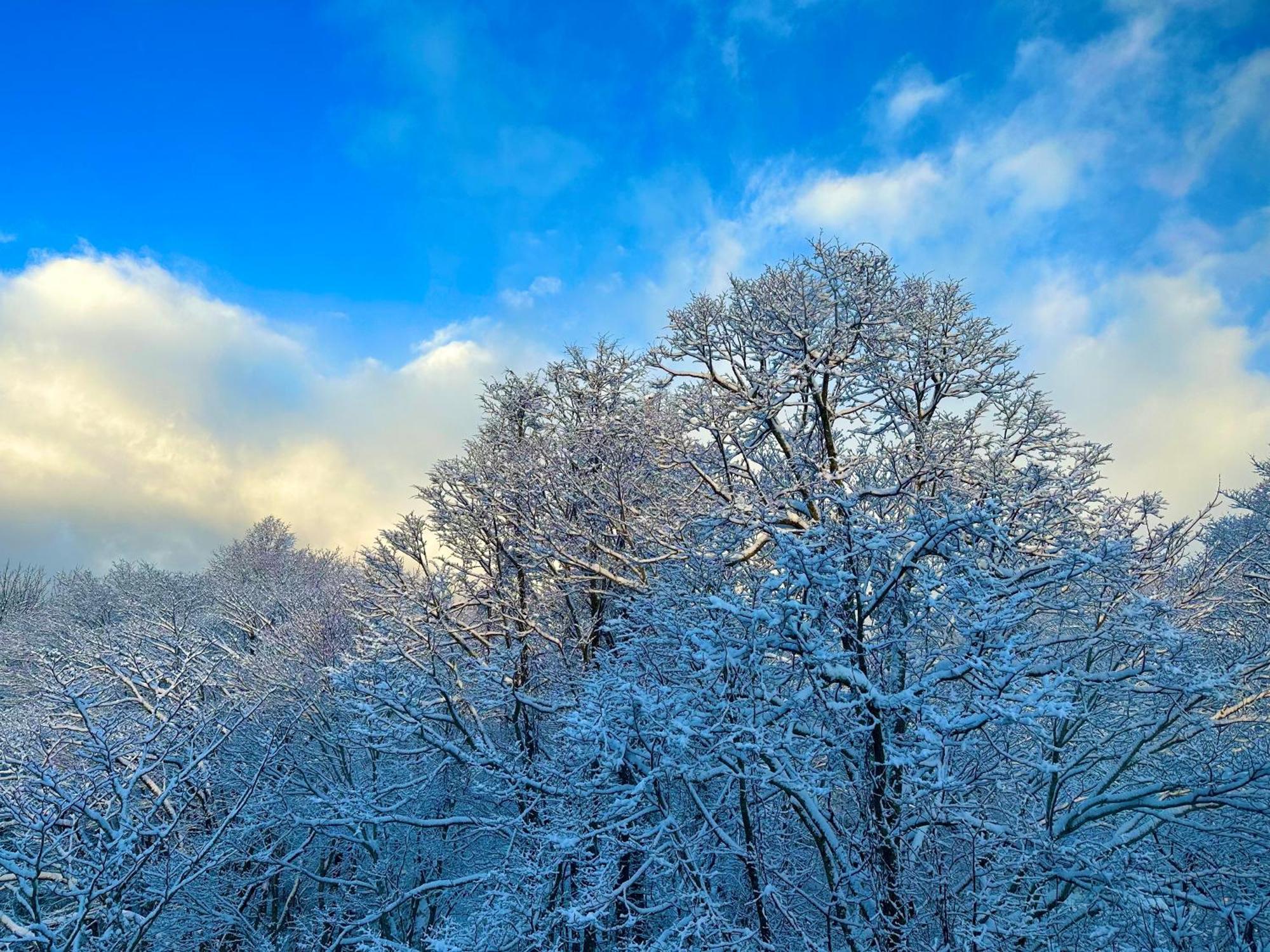 Tobari 帷 Niseko Hanazono Villa Kutchan Eksteriør billede